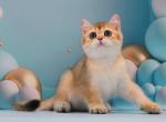 Barmen British Shorthair male black golden ticked - British Shorthair Kitten For Sale - Miami, FL, US