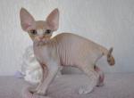 Jade Devon Rex female cream tabby bicolour - Devon Rex Kitten For Sale - Miami, FL, US