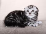 Samara Scottish Fold female black silver tabby - Scottish Fold Kitten For Sale - Miami, FL, US