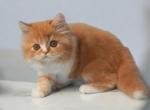 Anton Scottish Straight male red tabby bicolour - Scottish Straight Kitten For Sale - Miami, FL, US