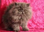 Buffy - Persian Kitten For Sale - Los Angeles, CA, US