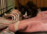 Little Bit - Domestic Kitten For Adoption - Lake Wales, FL, US