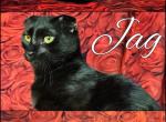 Jag - Scottish Fold Kitten For Sale - Lebanon, TN, US