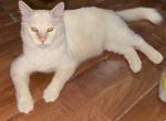 Two sweet amazing cat brothers - Domestic Cat For Sale - 