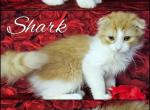 Shark - Scottish Fold Kitten For Sale - Lebanon, TN, US