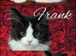 Frank - Scottish Straight Kitten For Sale - Lebanon, TN, US