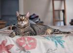 Bear - Domestic Cat For Adoption - 