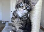 Griffin blue eyed - Maine Coon Kitten For Sale - 