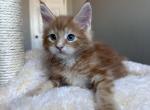 Ginger blue eyed - Maine Coon Kitten For Sale - San Diego, CA, US