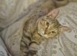 Winnie - Domestic Cat For Adoption - 