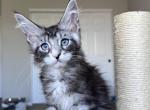 Gatsby blue eyed - Maine Coon Kitten For Sale - San Diego, CA, US