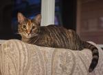 Tigger - Domestic Cat For Adoption - 