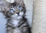 Grace blue eyed - Maine Coon Kitten For Sale - San Diego, CA, US