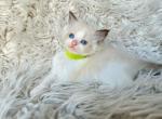 Theo - Ragdoll Kitten For Sale - Las Vegas, NV, US