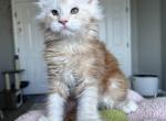 Litter I - Maine Coon Kitten For Sale - San Diego, CA, US