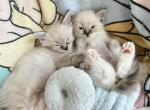 Glove Lynx Ragdoll Preorder - Ragdoll Kitten For Sale - Las Vegas, NV, US