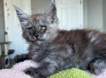 Indigo - Maine Coon Kitten For Sale - San Diego, CA, US