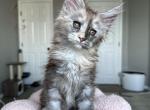 Isabella - Maine Coon Kitten For Sale - Los Angeles, CA, US