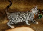 Silver Males and Females Bengal Kittens - Bengal Kitten For Sale - 