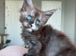 Iceberg blue eyed - Maine Coon Kitten For Sale - Los Angeles, CA, US