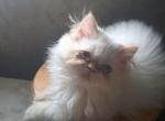 Sweet Girl - Persian Kitten For Sale - 