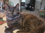 Ashley HimalayanMaineCoon - Maine Coon Kitten For Sale - Van Horne, IA, US