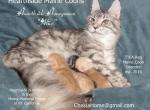 Alice and Solo's Maine Coon Boys - Maine Coon Kitten For Sale - Alturas, CA, US