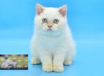 Denis 1 - British Shorthair Kitten For Sale - Los Angeles, CA, US