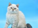 Drago1 - British Shorthair Kitten For Sale - Los Angeles, CA, US