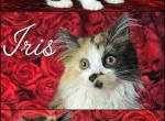 Iris - Munchkin Kitten For Sale - Lebanon, TN, US