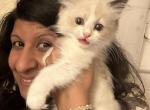 Purebred female bicolor seal point Ragdoll kitten - Ragdoll Kitten For Sale - Beavercreek, OH, US