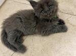 Stunning Green Collar Blue Smoke Maine Coon Girl - Maine Coon Kitten For Sale - Hollywood, FL, US