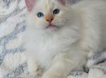 summer - Ragdoll Kitten For Sale - WI, US