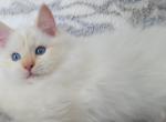 kitty's - Ragdoll Kitten For Sale - 