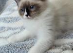 sweethearts - Ragdoll Kitten For Sale - WI, US