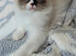 kittens - Ragdoll Kitten For Sale - WI, US