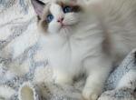 soon - Ragdoll Kitten For Sale - WI, US