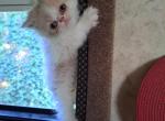 Colby - Persian Kitten For Sale - 