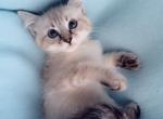 Ocean - Siamese Kitten For Sale - Vancouver, WA, US