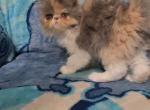 Cali - Persian Kitten For Sale - Shafter, CA, US