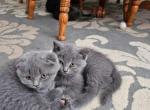 Lilly and lolly - Scottish Fold Kitten For Sale - Hagerstown, MD, US