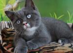 Zontik - British Shorthair Kitten For Sale - 