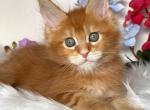 Bryon - Maine Coon Kitten For Sale - Hollywood, FL, US