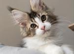 Gucci - Maine Coon Kitten For Sale - Hollywood, FL, US