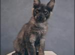 Joker - Maine Coon Kitten For Sale - Hollywood, FL, US