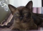 Emily - Burmese Kitten For Sale - Norwalk, CT, US