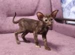 Wendi - Oriental Kitten For Sale - Norwalk, CT, US