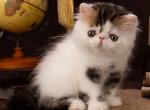 Earl Grey - Persian Kitten For Sale - Pembroke Pines, FL, US