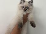 Dmitri - Siberian Kitten For Sale - North Port, FL, US