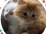 Faith - Siberian Kitten For Sale - Barnstable, MA, US